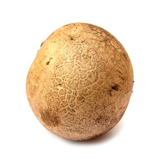 Common earthball mushroom