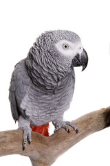 Obraz premium African Grey, Congo, isolated on white