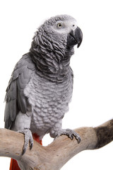 African Grey, Congo, isolated on white