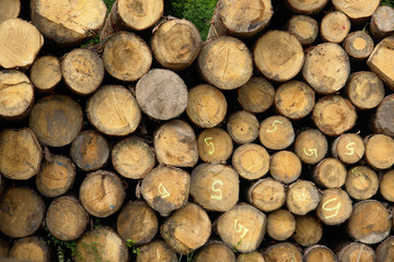 legna tronco risorsa trave