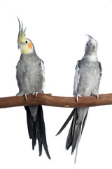 Cockatiel, isolated on white