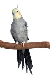 Fototapeta premium Cockatiel, isolated on white