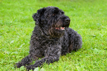 black dog terrier on the grass
