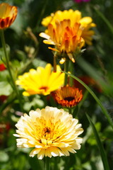 Gelbe Blumen