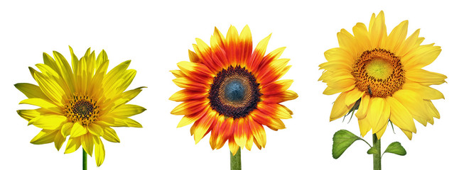 Three sunflower on white background
