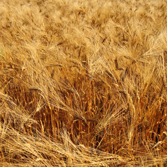 goldene Getreideähren auf Feld