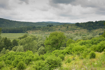 Fototapeta premium Forest in a cloudy day