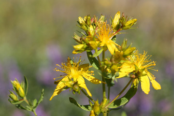Echtes Johanniskraut