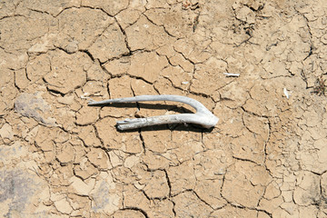 desert