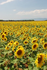 Naklejka premium girasole 4