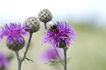 Bumble bee on a thistle