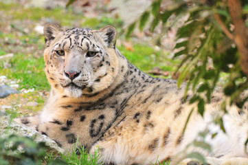 snow leopard (panthera uncia)