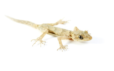 Gecko isolated on white