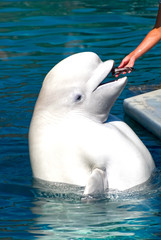Fototapeta premium Beluga (White Whale) getting fish