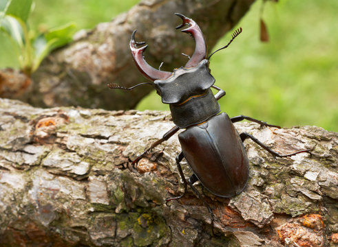 Stag Bettle Showing Horns