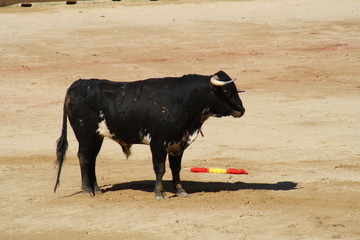 Novillo.
