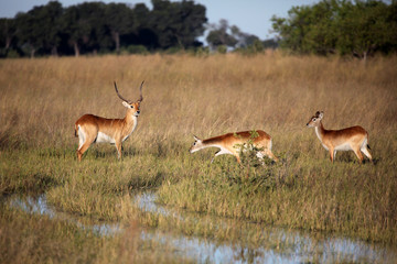 Red Lechwe in the Okavango delta