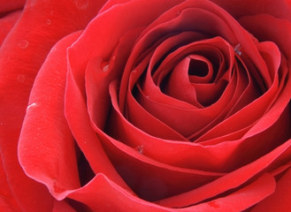 Red rose