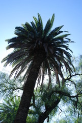 palmera