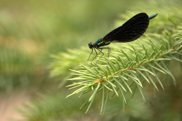 dragonfly on a pine tree