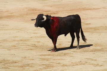 Toro / Novillo cubierto de sangre.