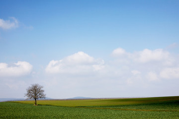 Baum im Frühling