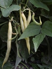 haricots beurre au jardin