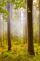Fotobehang Misty forests landscape © Pavlo Klymenko
