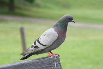 pigeon