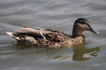 duck on a lake