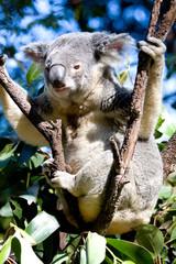 Koala in a tree