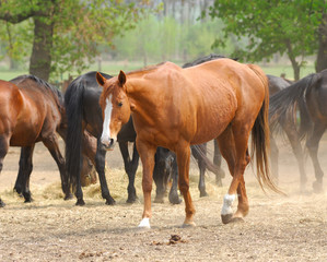 Fototapeta premium horse