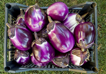 Melanzane