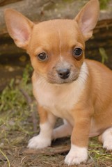 chihuahua