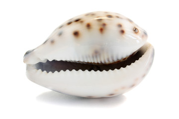 cockleshell