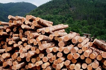 Tas de bois coupé à la scierie