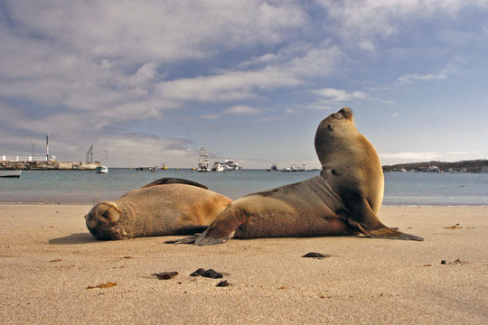 Seel&ouml;wen am Strand