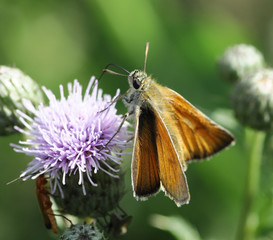 butterfly