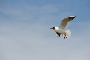 Ostsee Möve