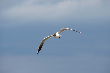 Ostsee Möve