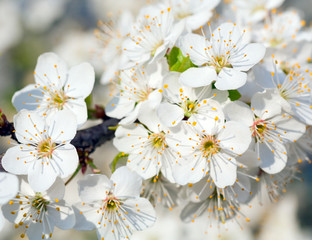 Obraz premium blossoming