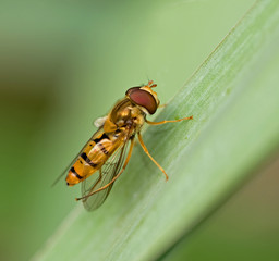 schwebfliege