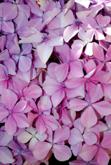 Hortensie