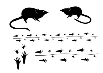 Maus mit Spur