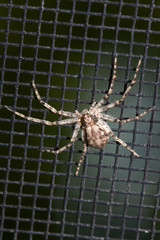 Spider on a Window Screen