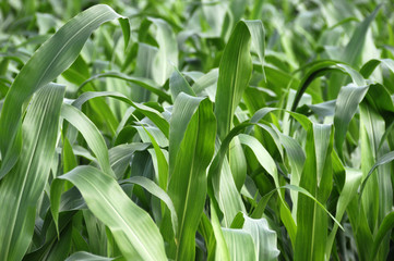 Obraz premium corn fields
