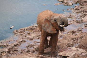 Elefant an Wasserstelle in Südafrika