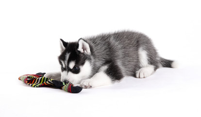 Husky Puppy