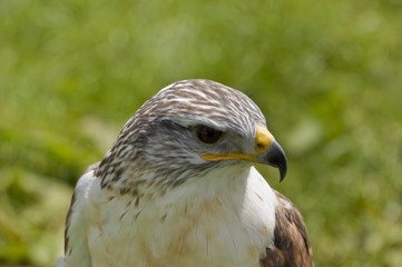 Harris Hawk