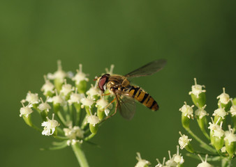 insect